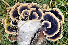 gewoon elfenbankje (trametus versicolor) 2-2011 4108